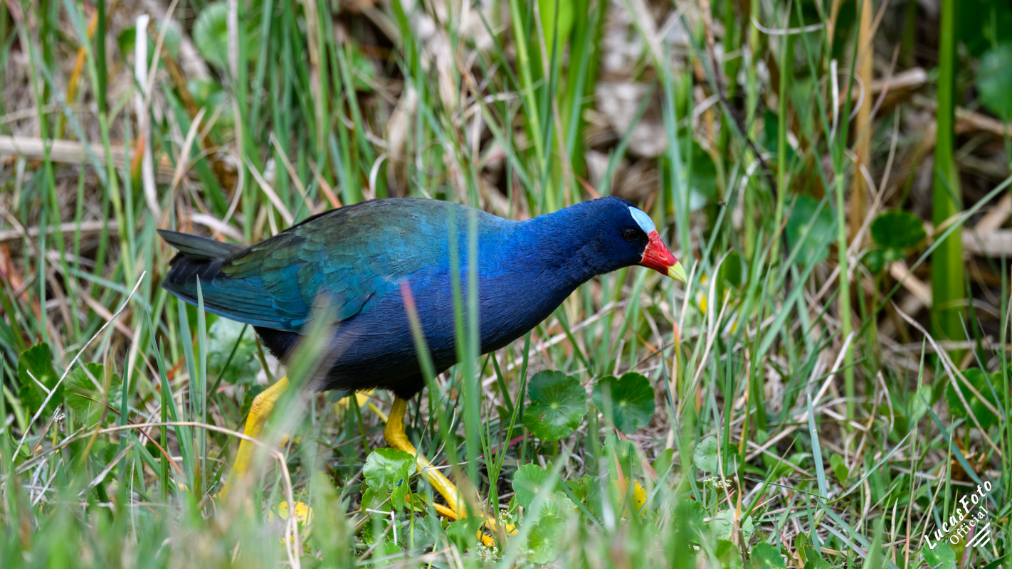 Purple Gallinule