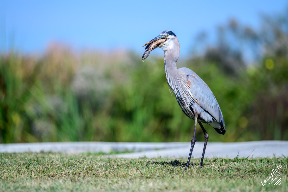 Great Blue Heron