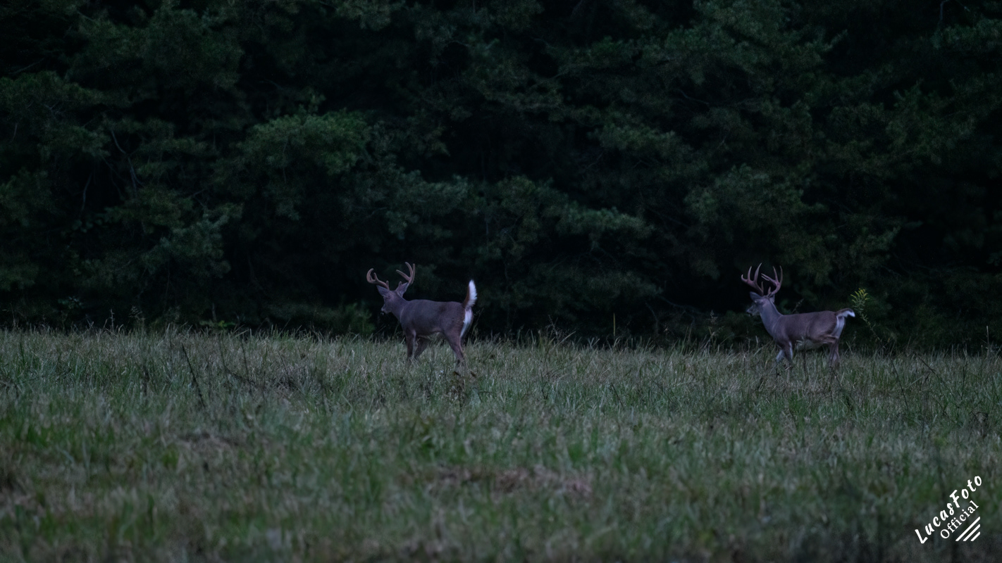 Whitetail