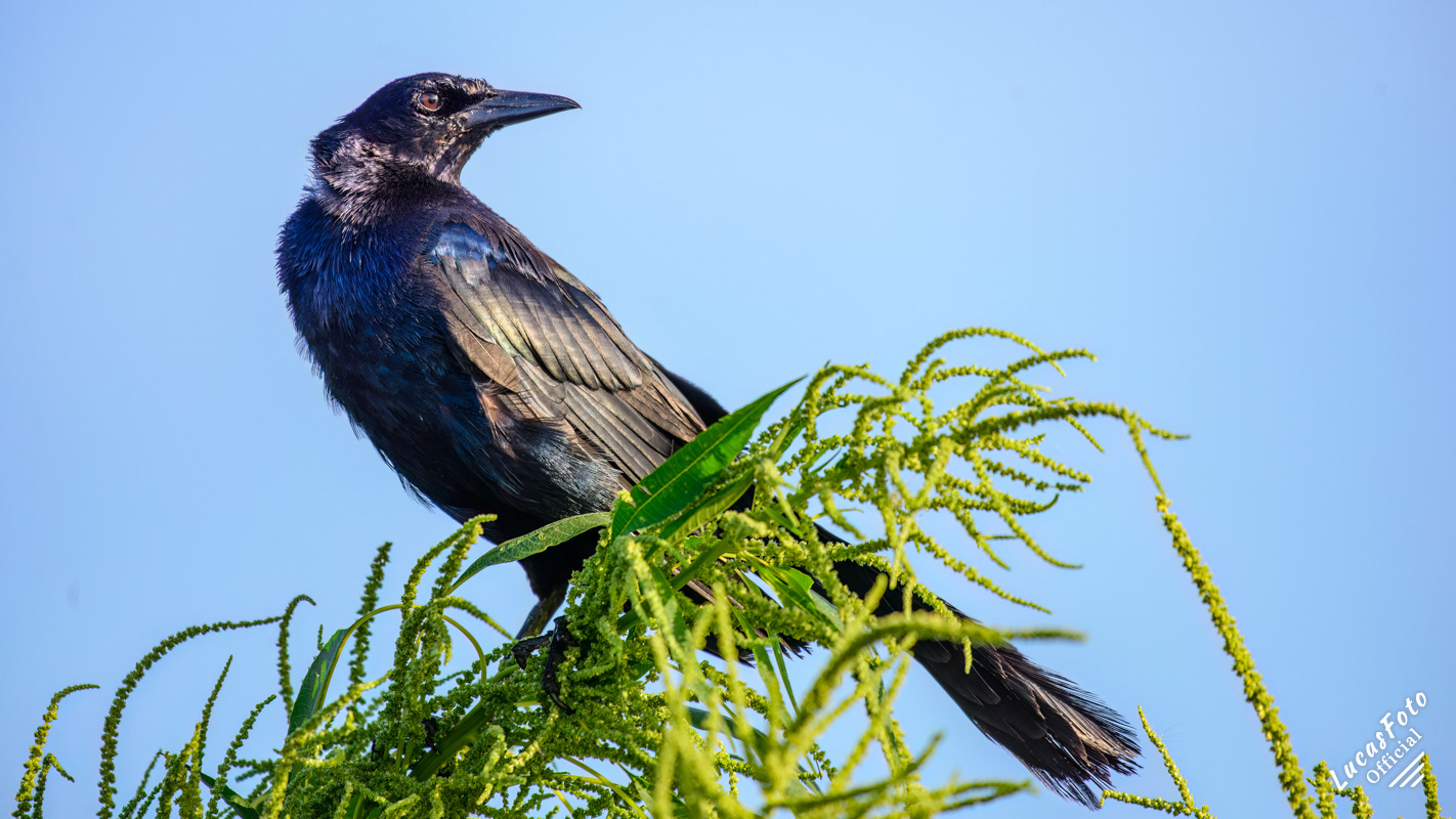 Boat-tailed Grackle