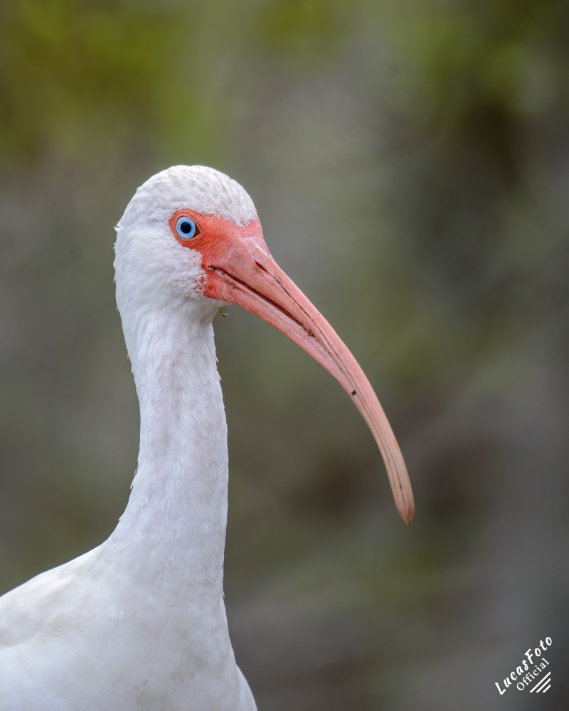 White Ibis