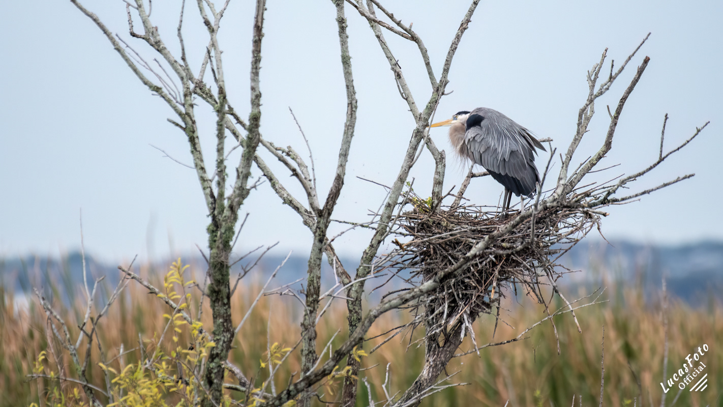 Great Blue Heron