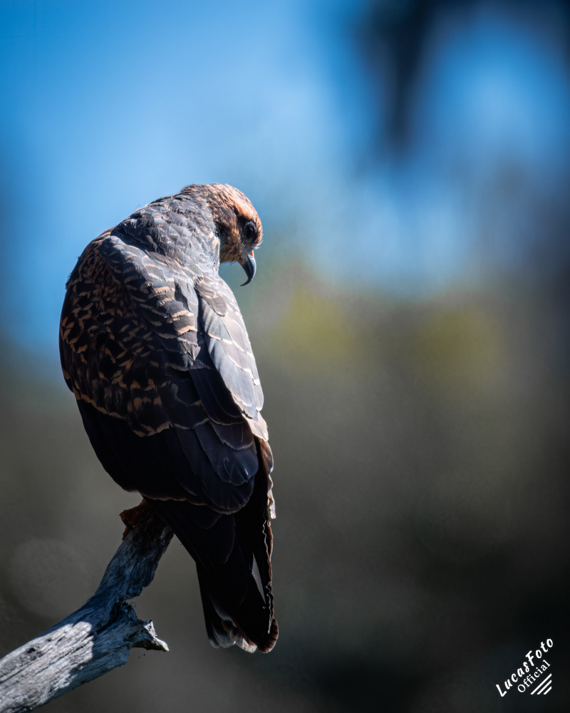 Snail Kite