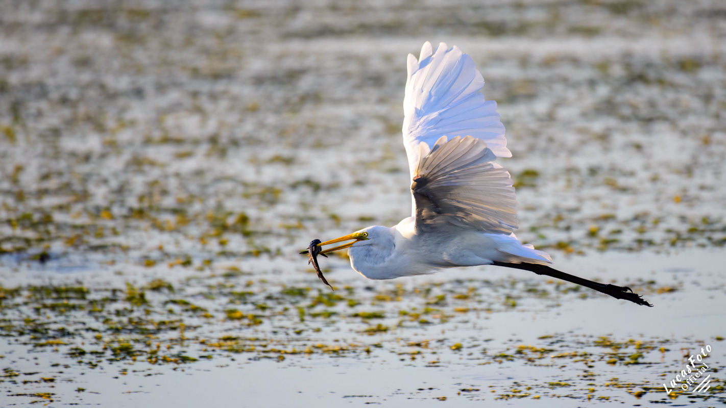 Great Egret