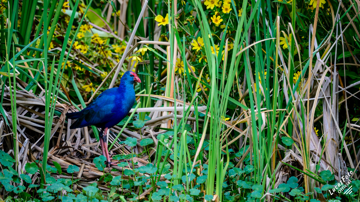 Gray-headed Swamphen