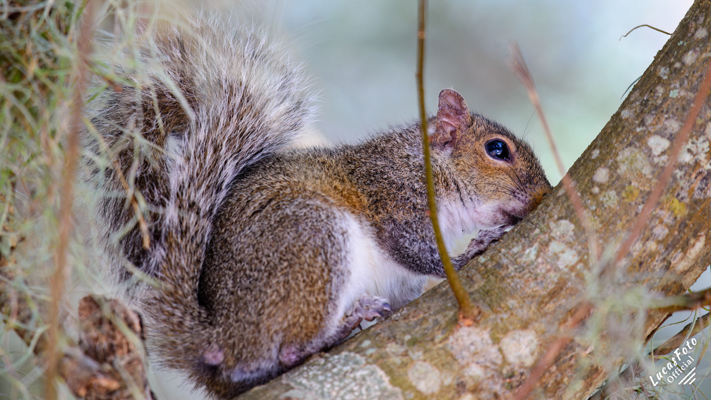 Gray Squirrel