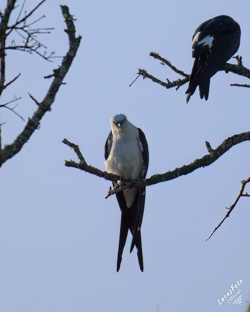 Swallow-tailed Kite