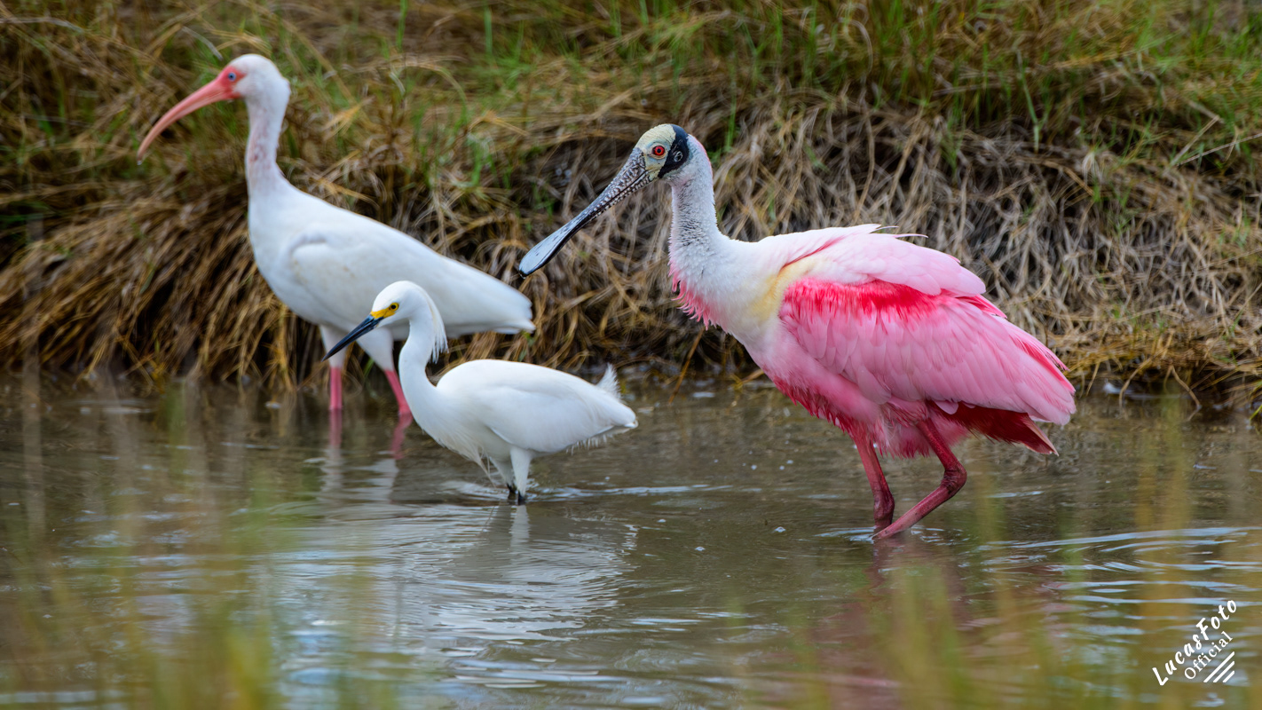 White Ibis / Snowy Egret / Roseate Spoonbill
