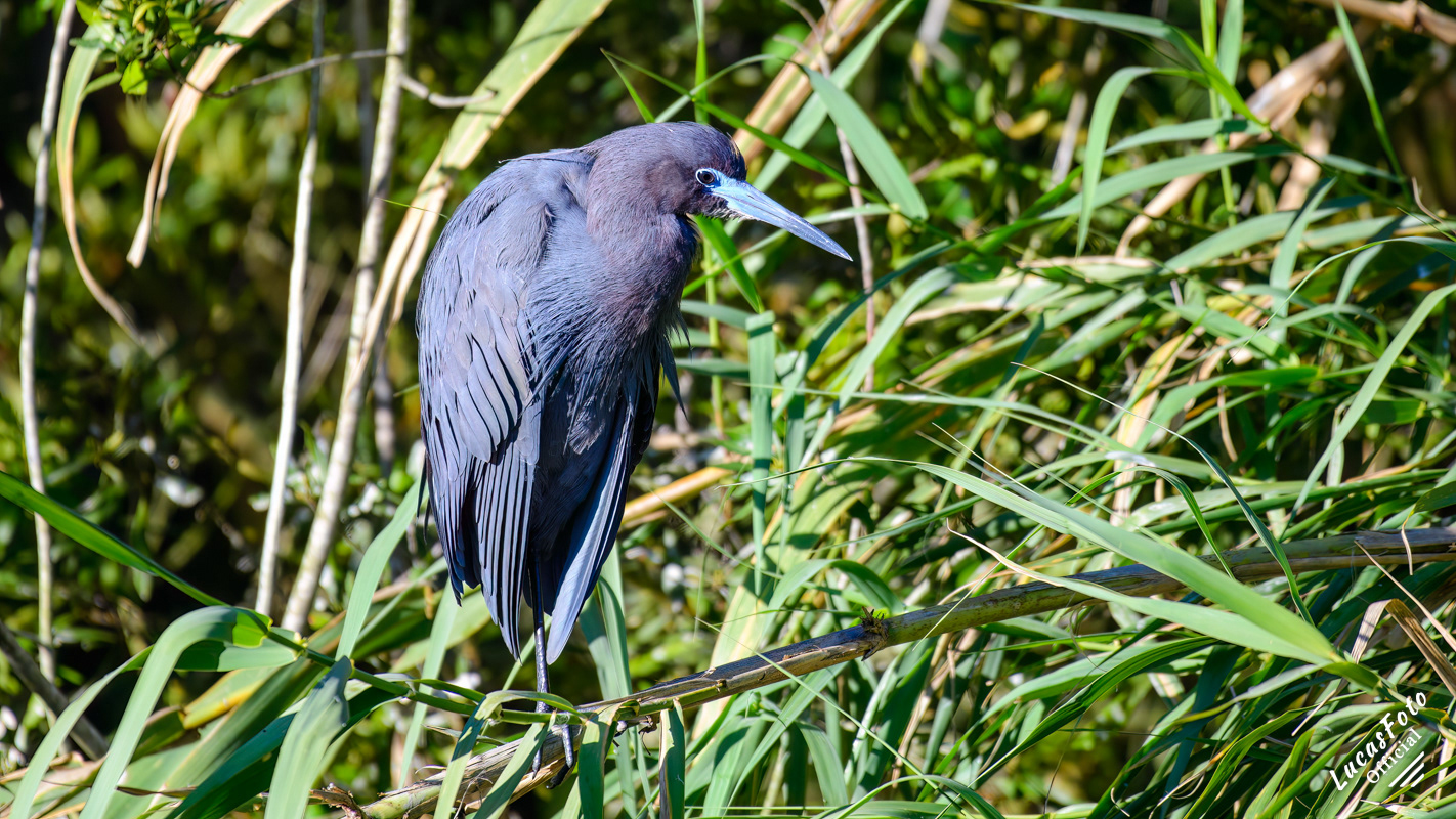 Little Blue Heron
