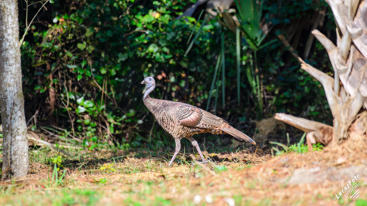 Eastern Wild Turkey