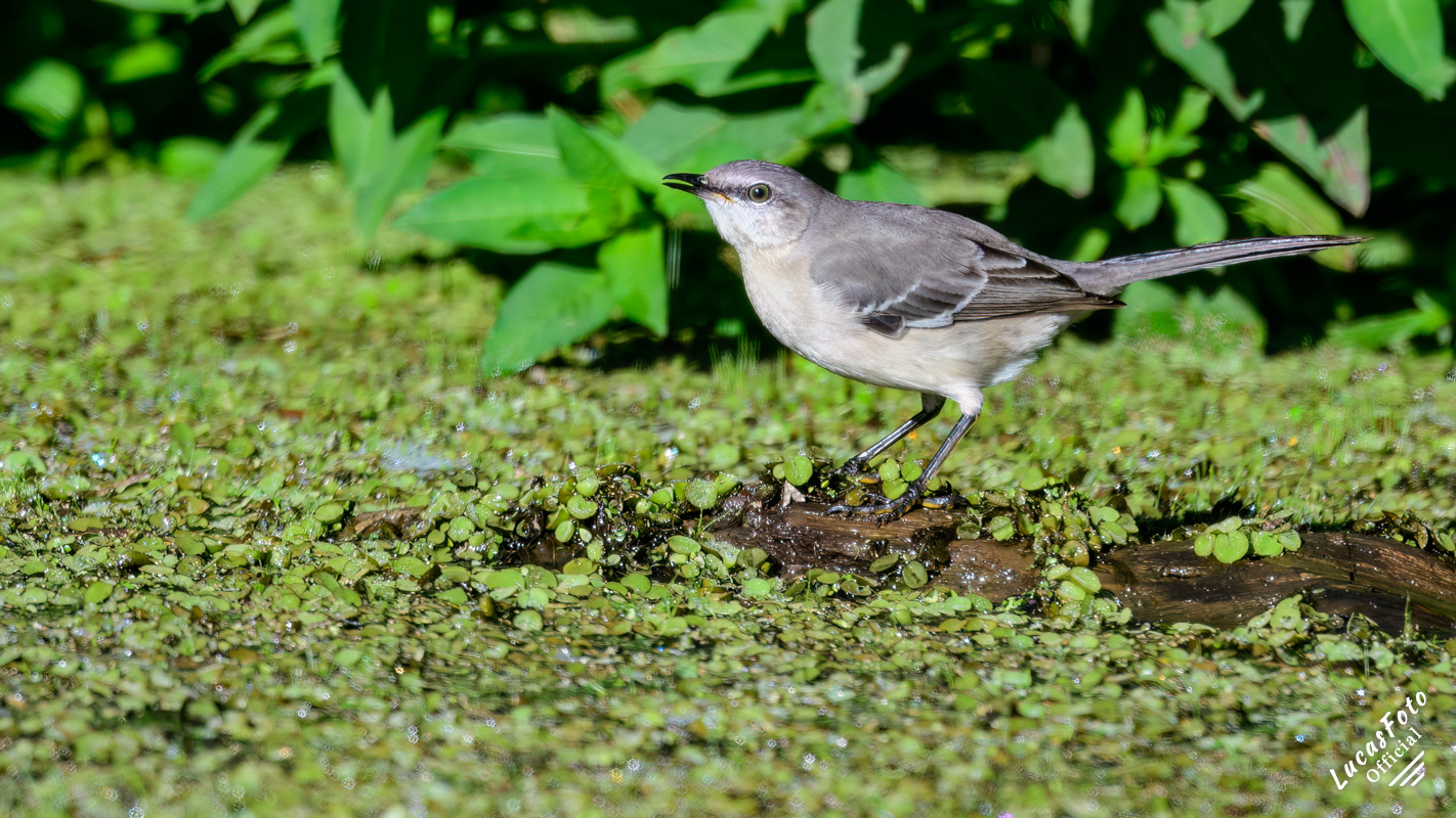 Northern Mockingbird