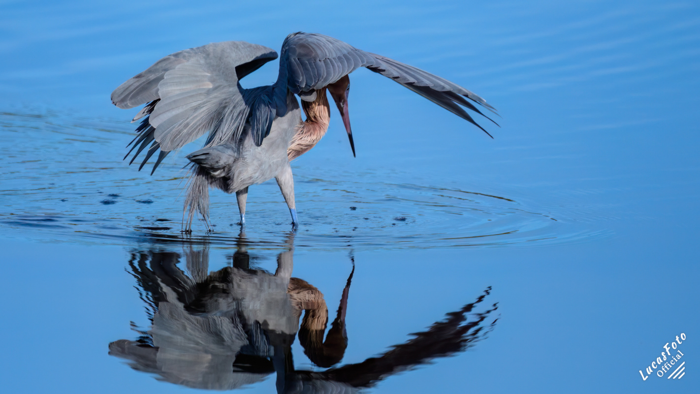 Reddish Egret