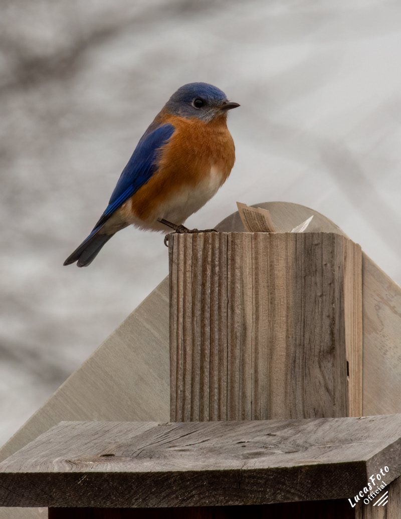 Eastern Bluebird