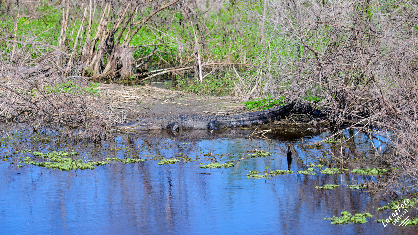 Alligator