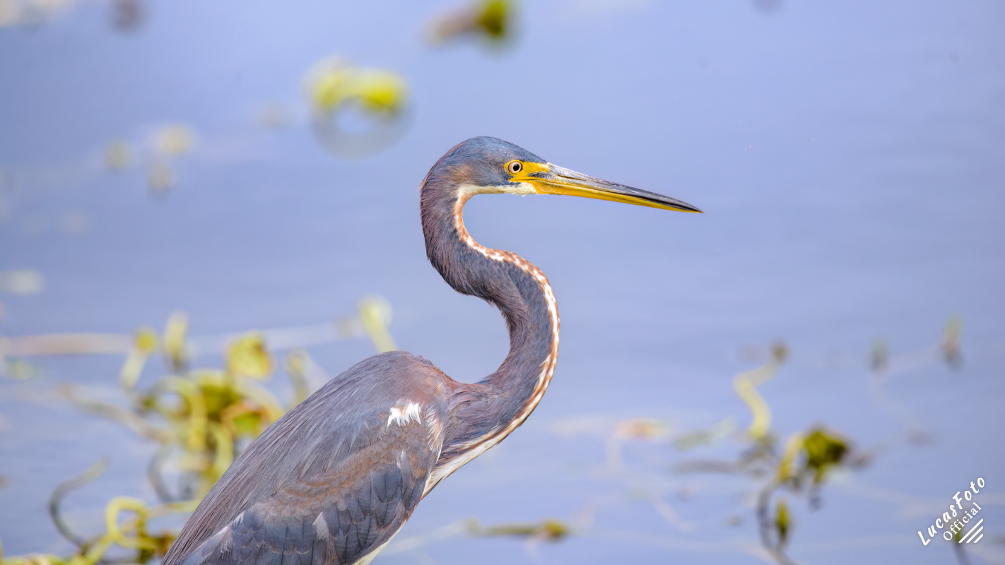 Tricolored Heron