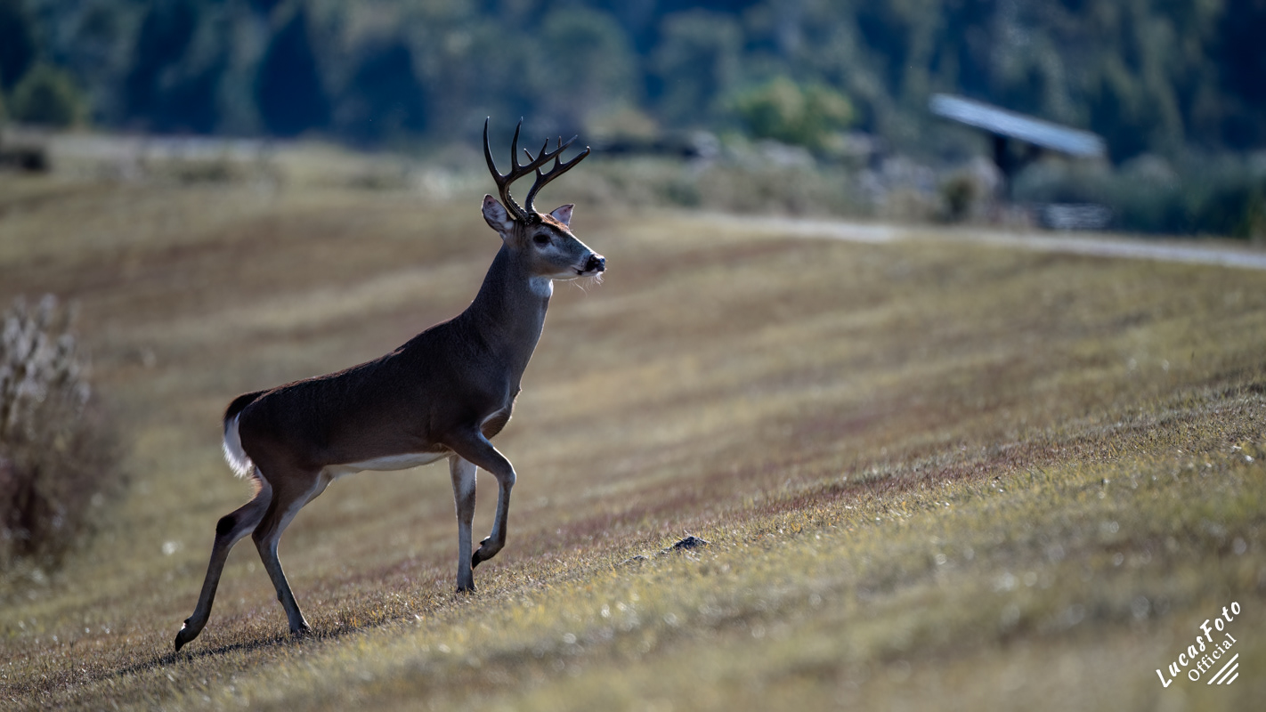 Whitetail