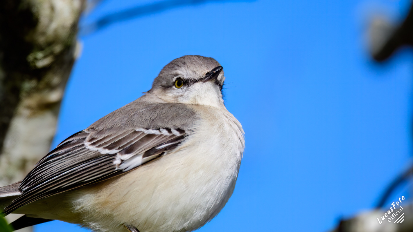 Northern Mockingbird