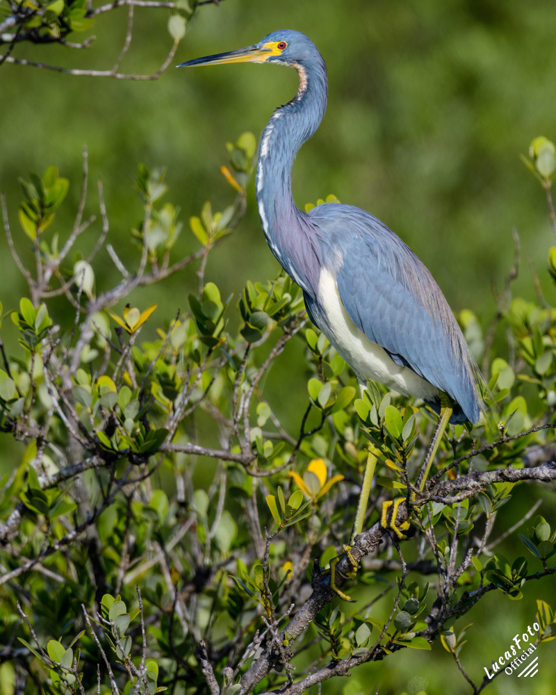 Tricolored Heron