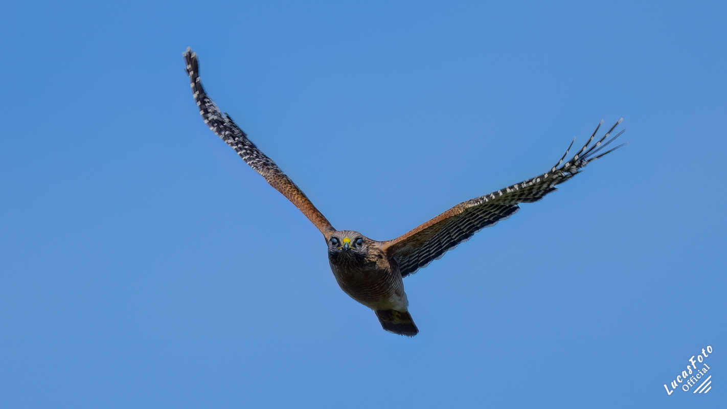 Red-shouldered Hawk