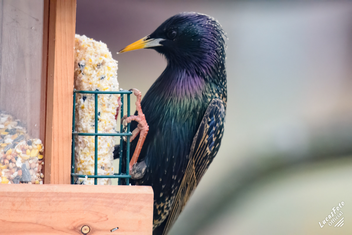 European Starling