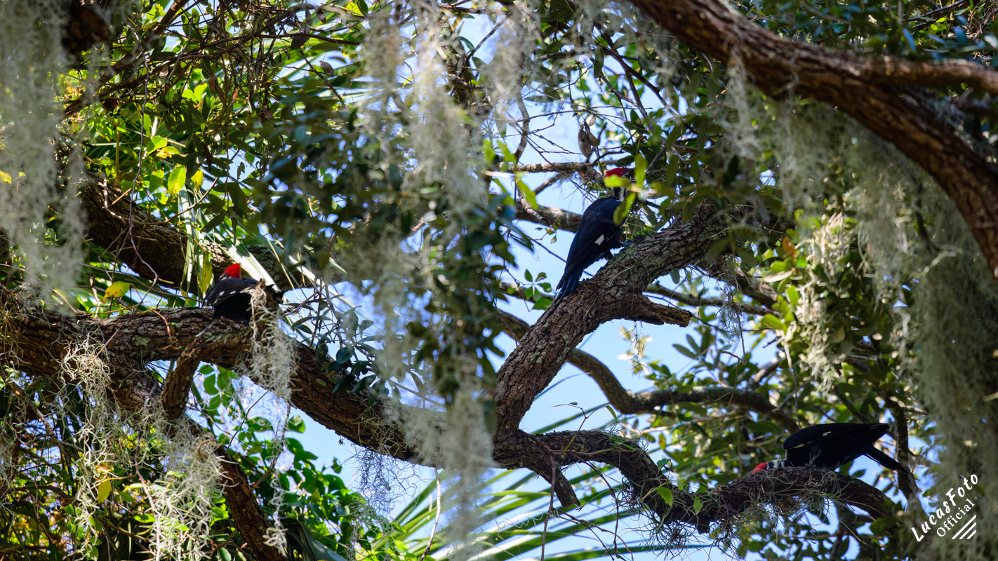3 Pileated Woodpeckers