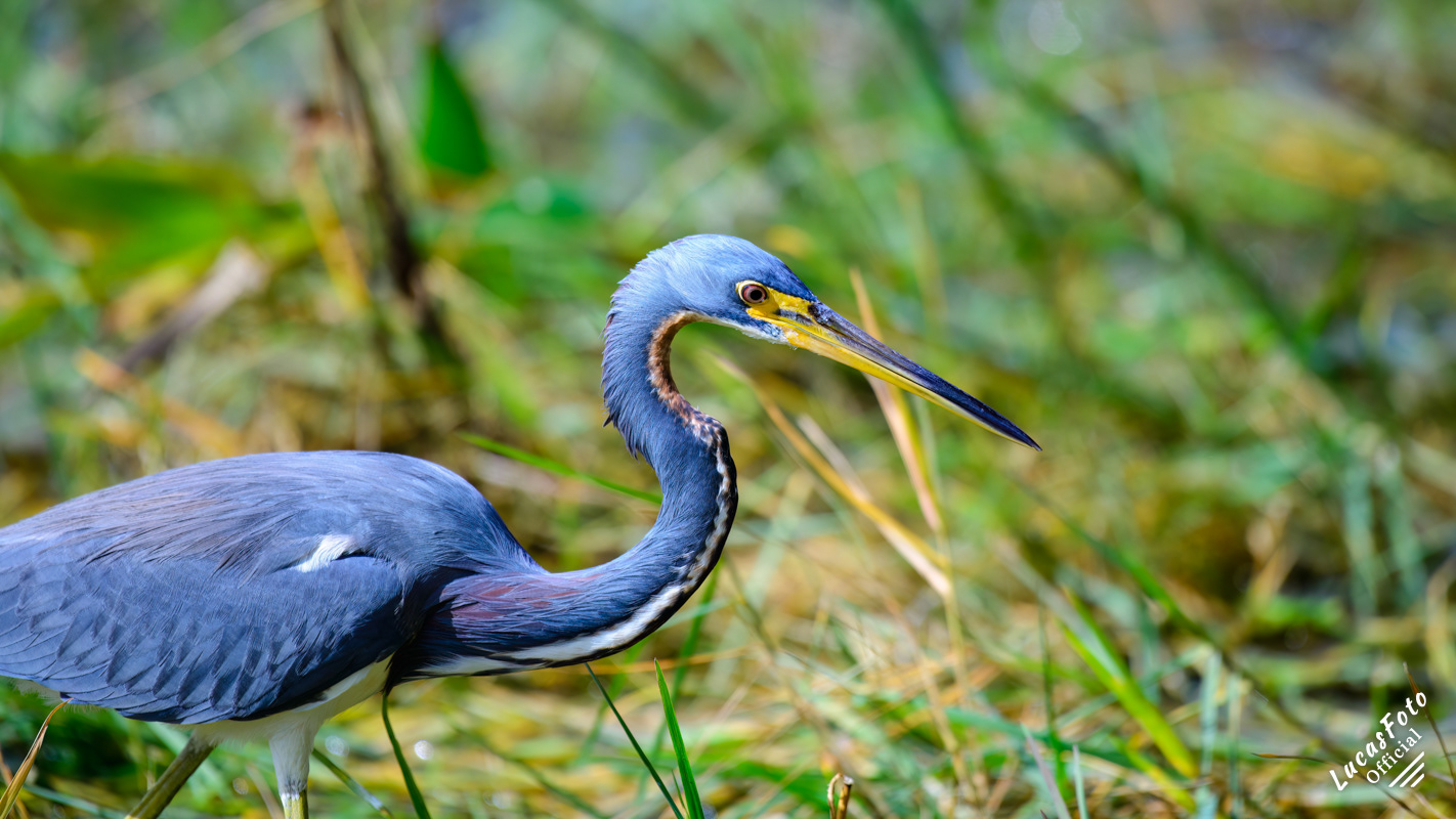 Tricolored Heron