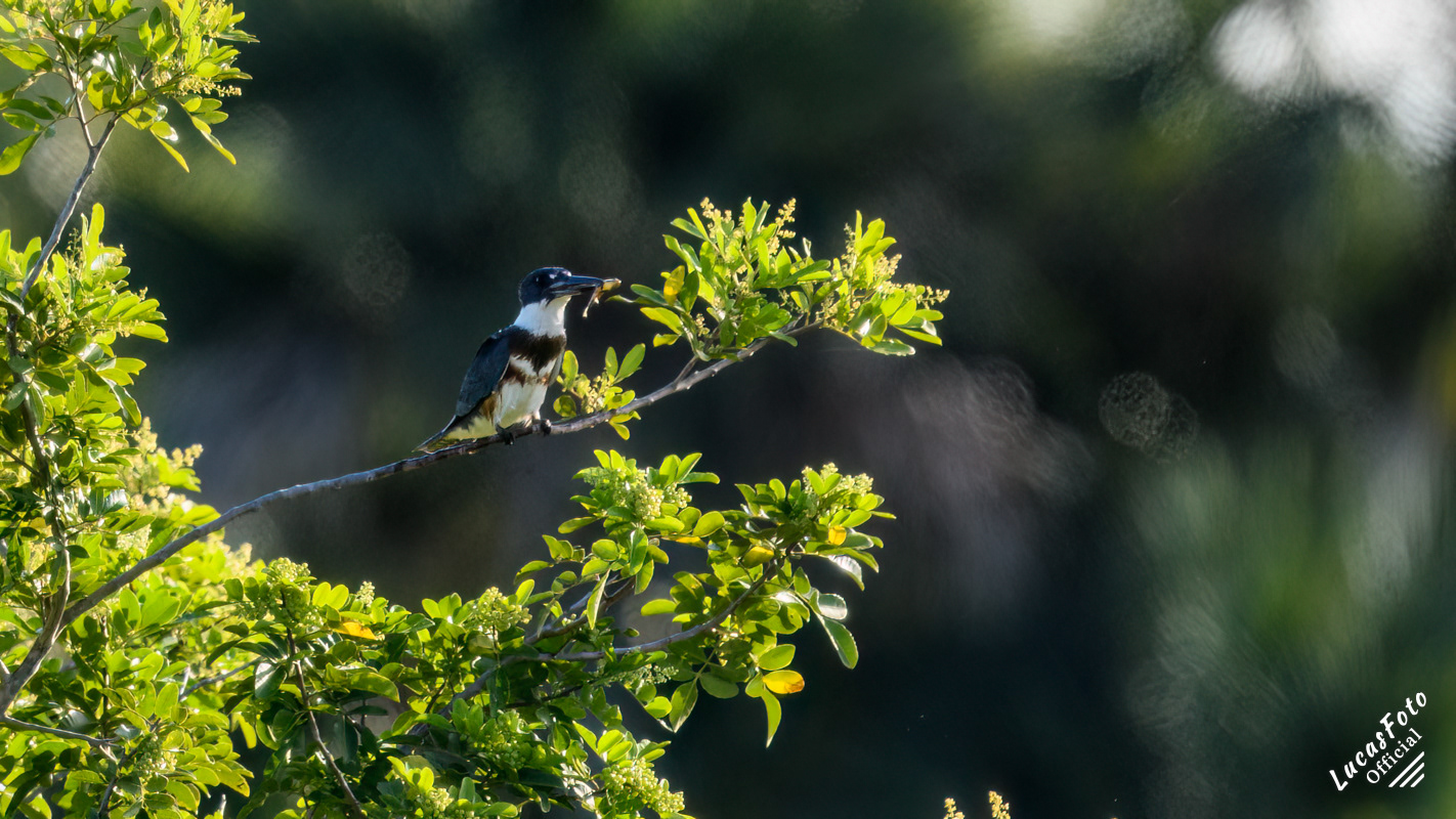 Belted Kingfisher