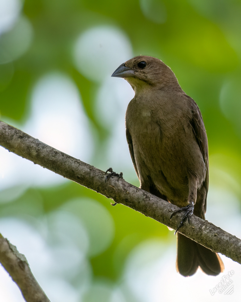 Brown-headed Cowbird