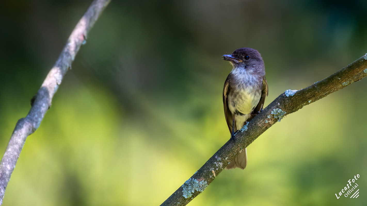 Eastern Phoebe