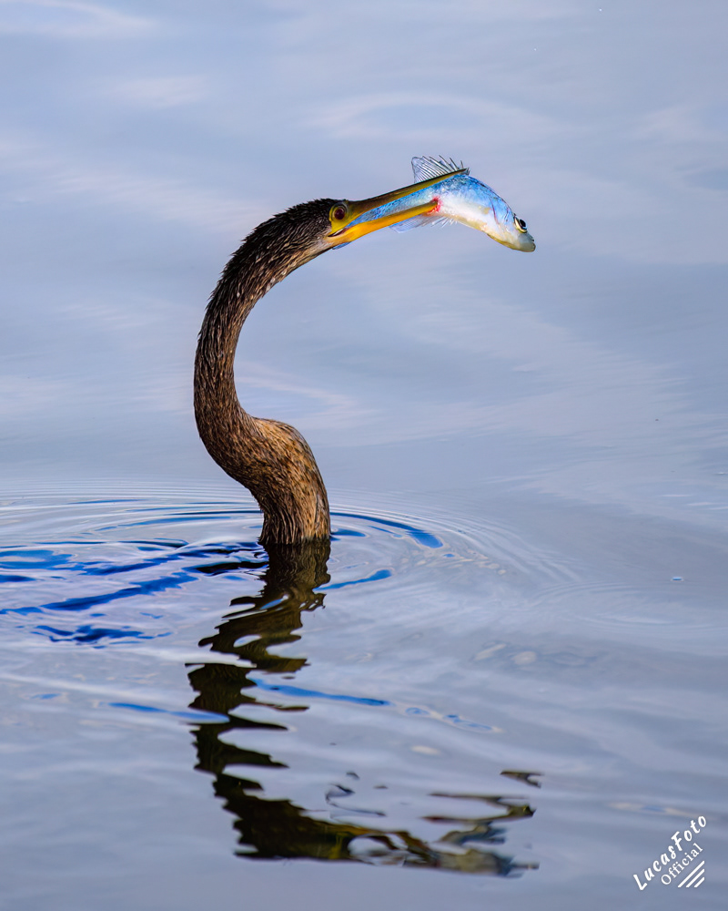Anhinga