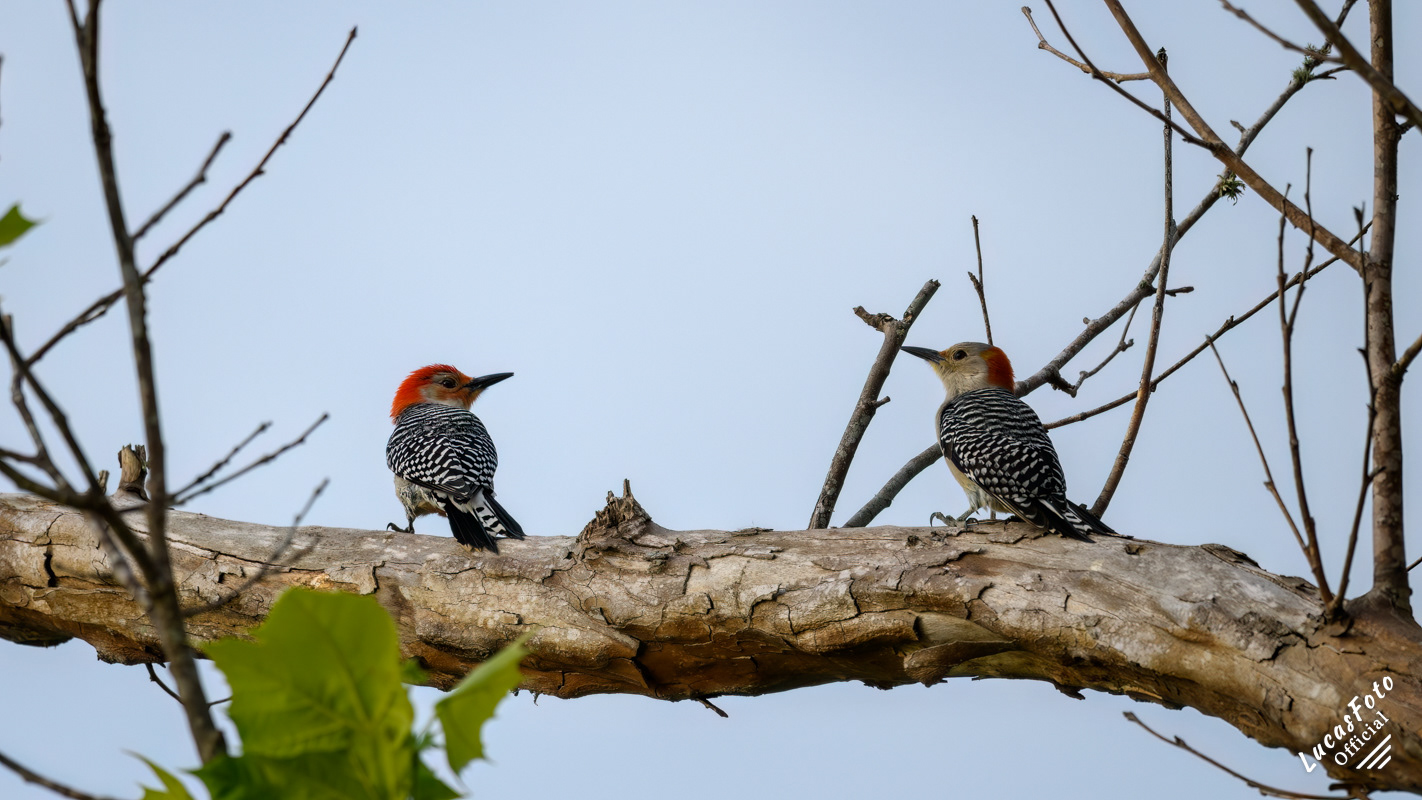 Red-bellied Woodpecker