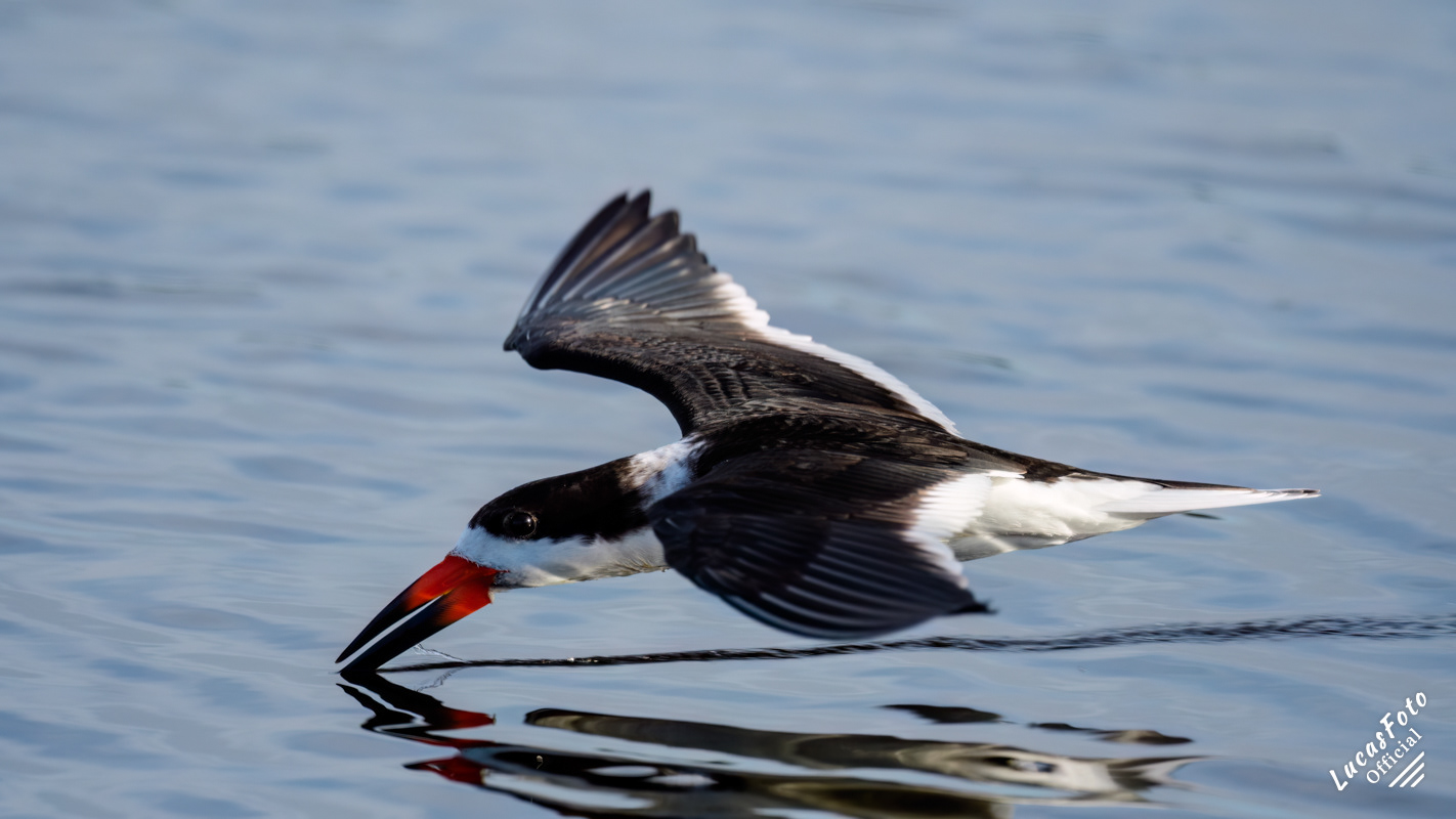 Black Skimmer