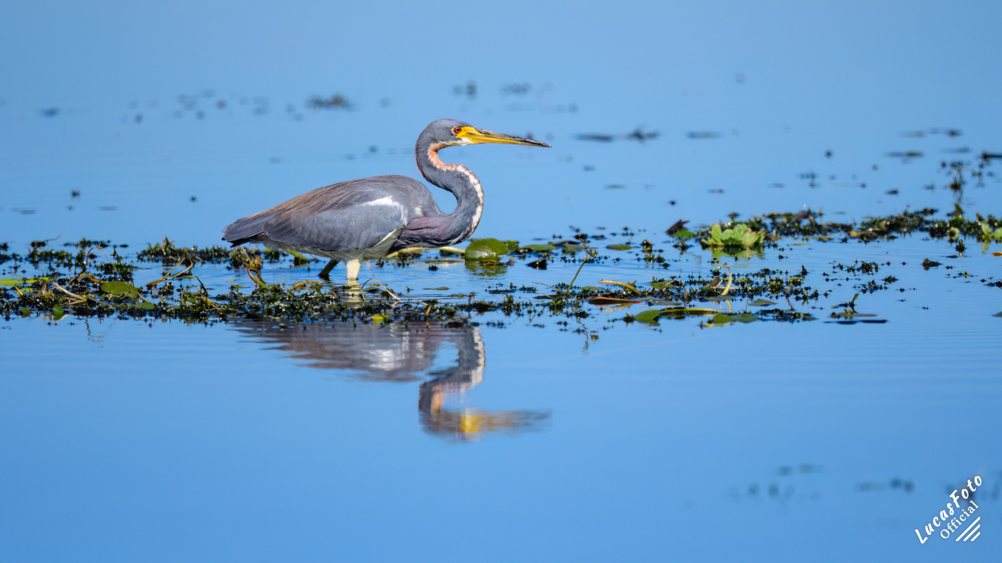 Tricolored Heron