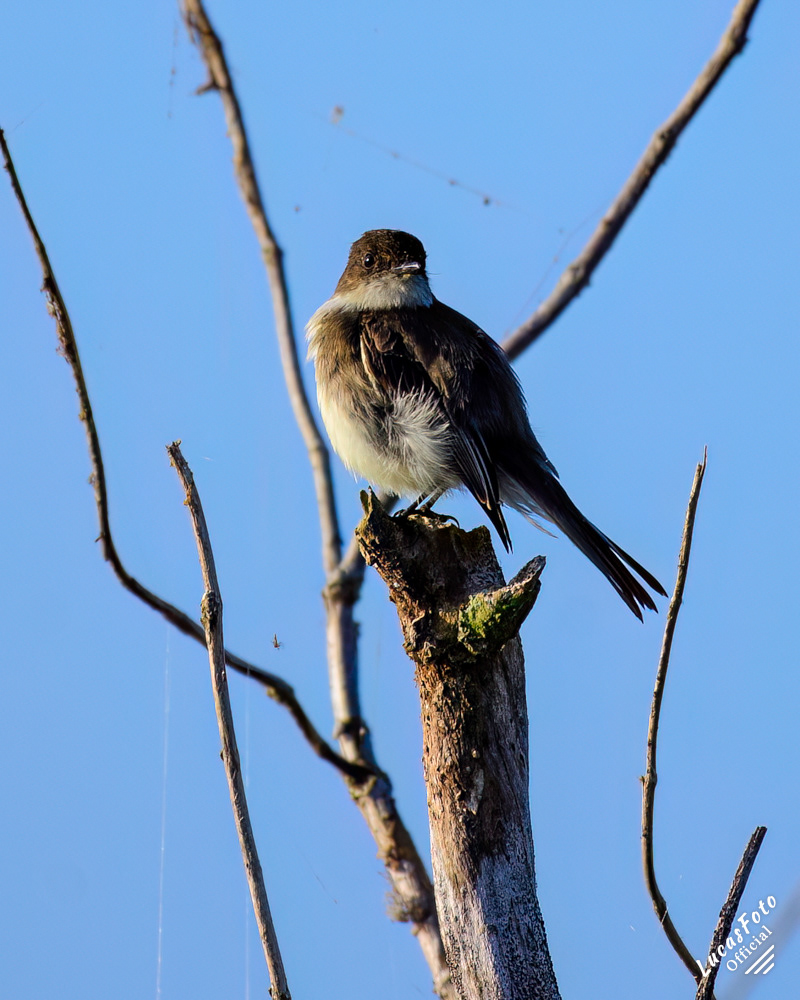 Eastern Phoebe
