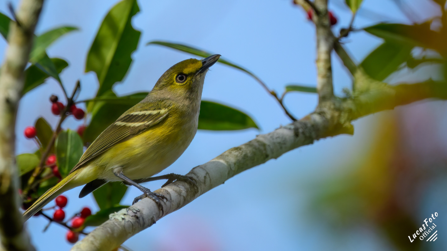 White-eyed Vireo