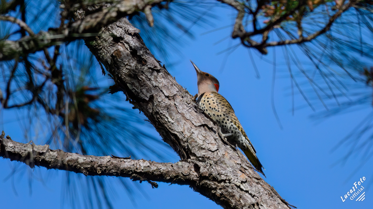 Northern Flicker