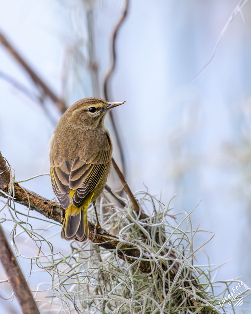 Palm Warbler