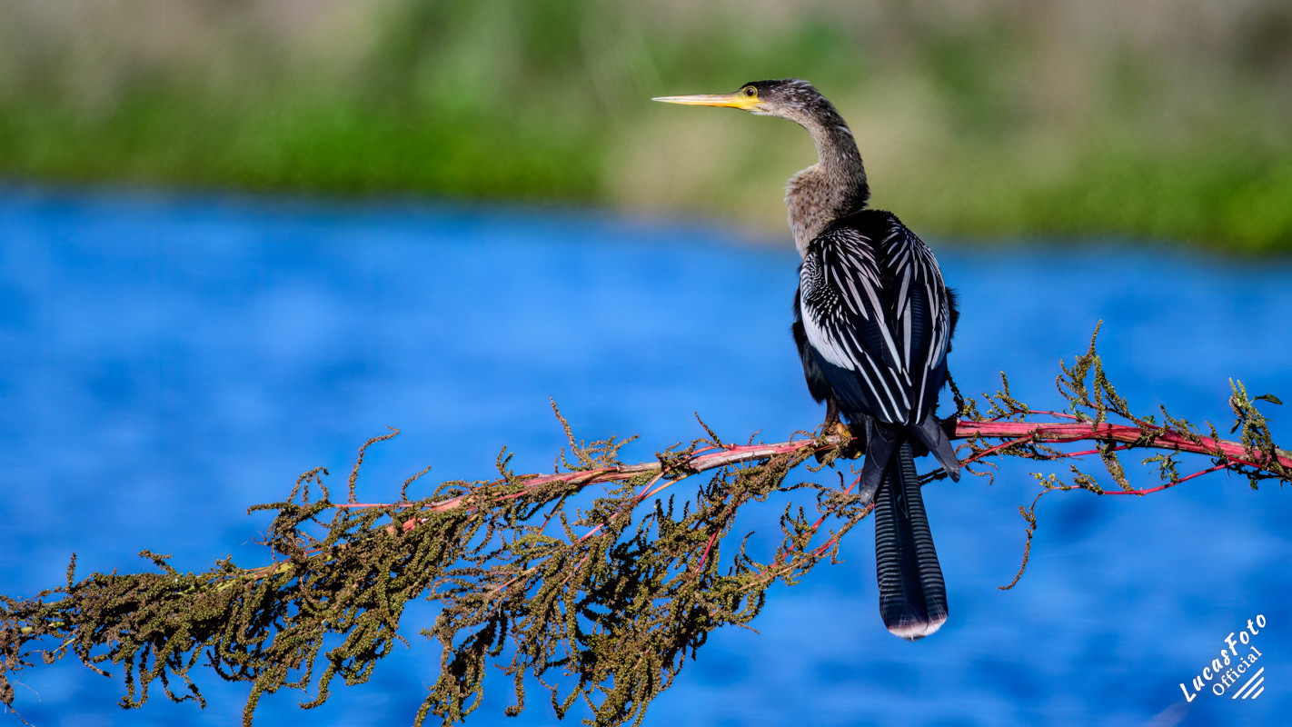 Anhinga