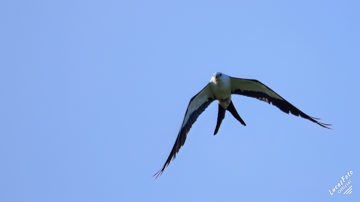 Swallow-tailed Kite