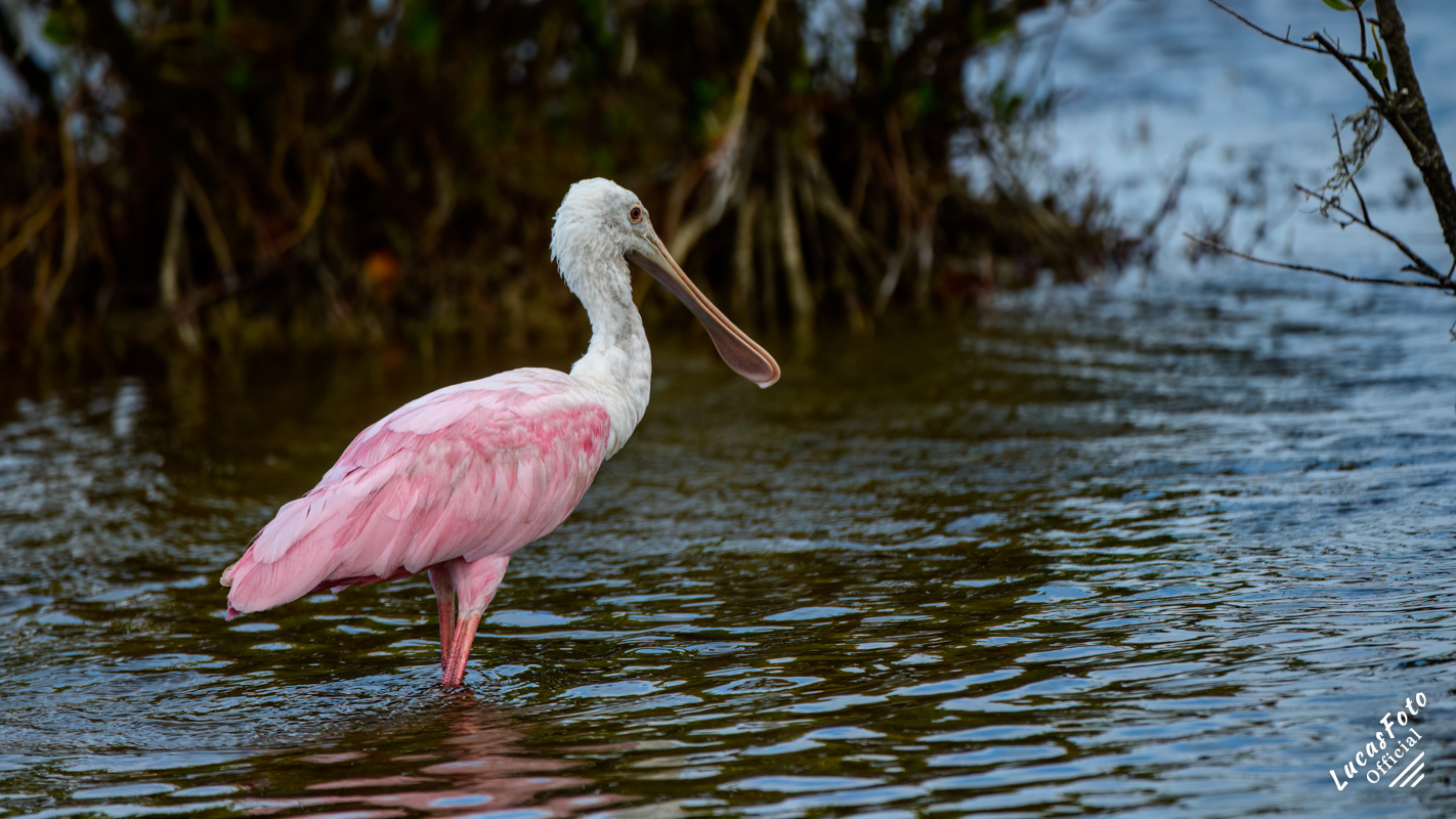Roseate Spoonbill