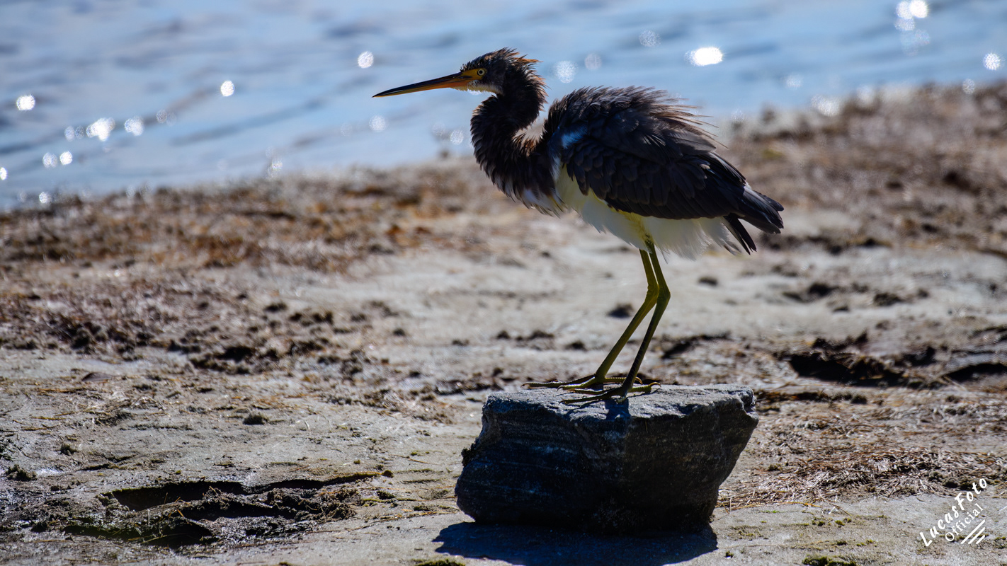 Tricolored Heron