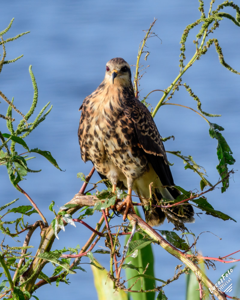 Snail Kite