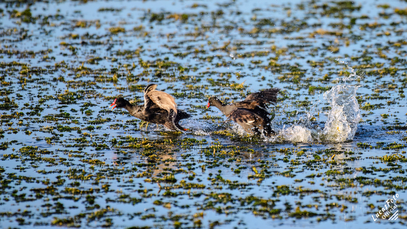 Common Gallinule