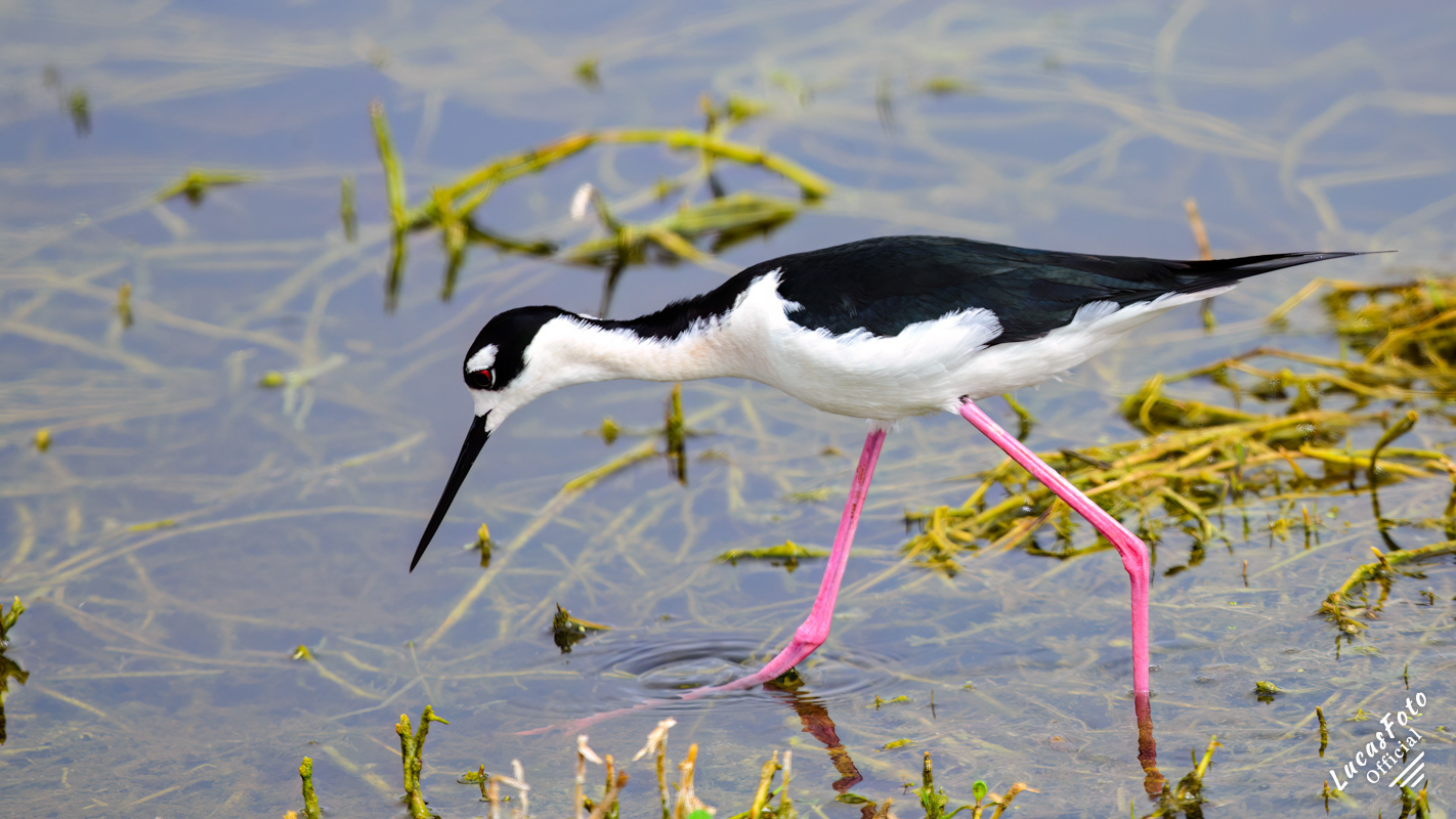 Black-necked Stilt