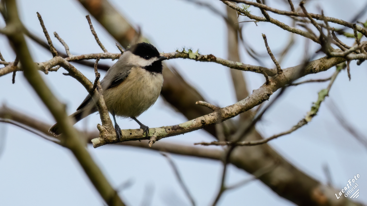 Carolina Chickadee