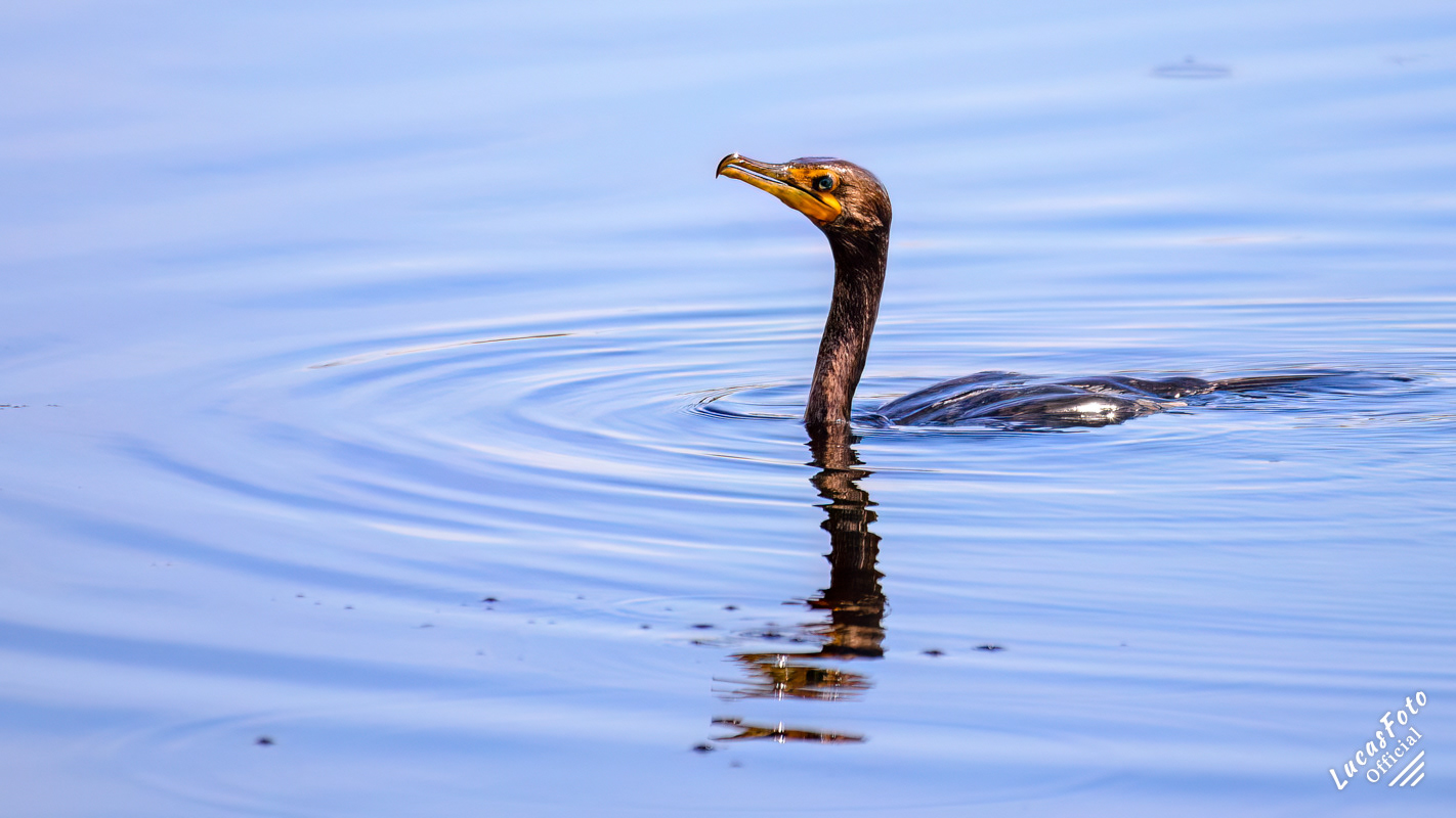 Double-crested Cormorant