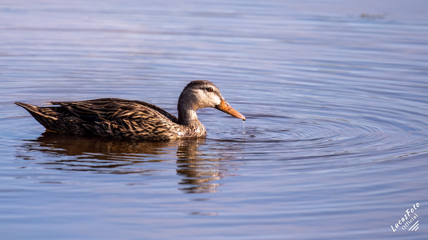 Mottled Duck
