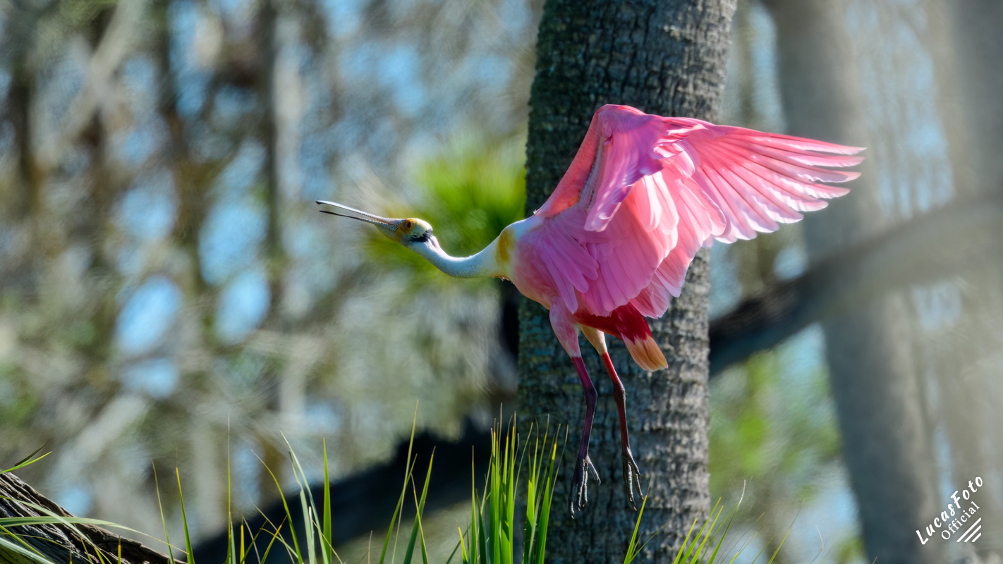Roseate Spoonbill