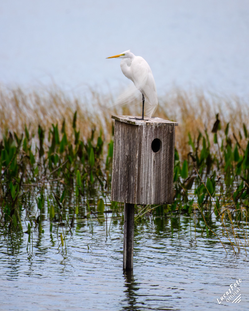 Great Egret