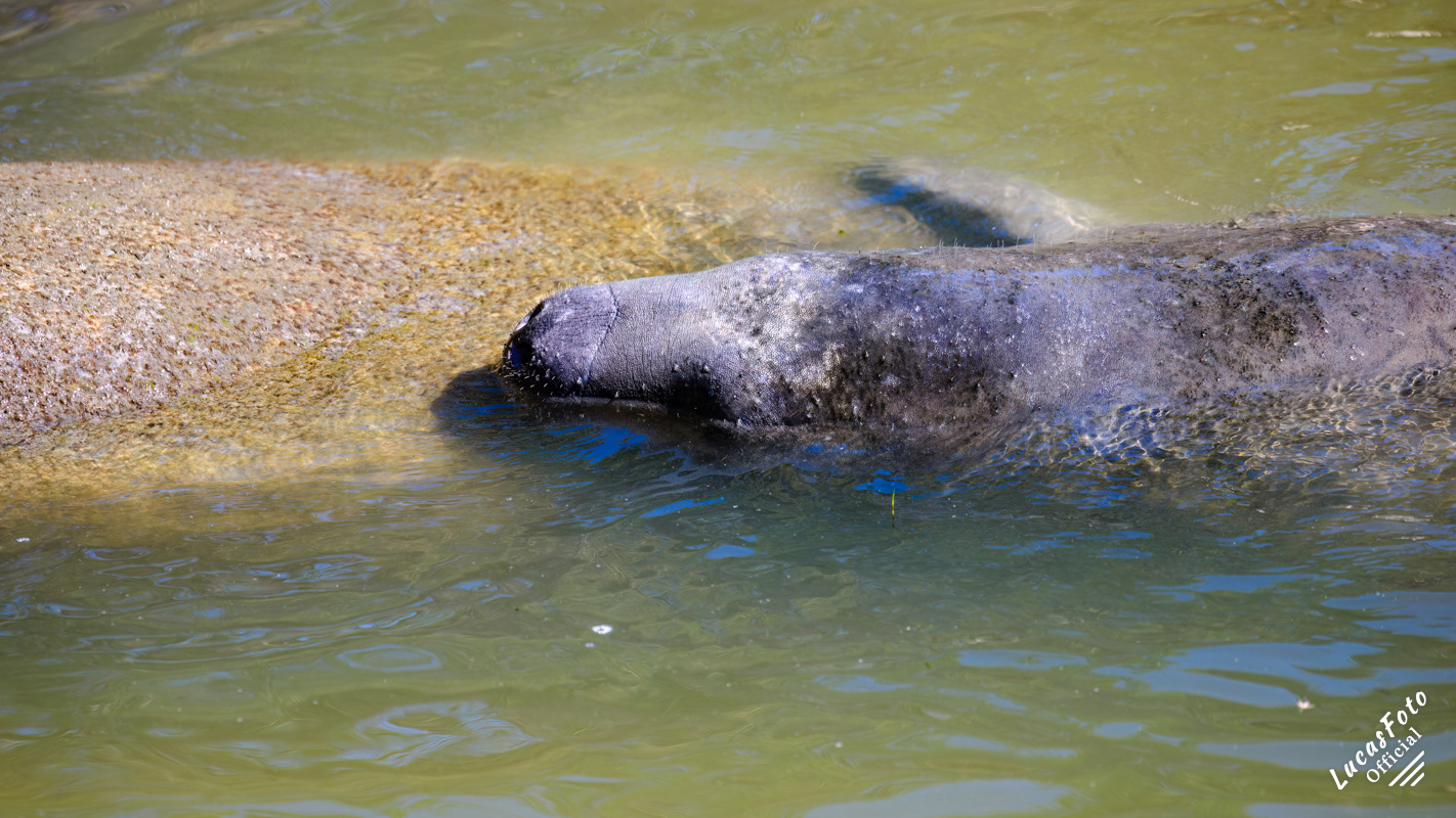 Manatee